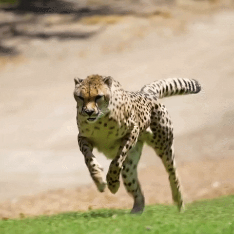 Cheetah Sprint Is The Fastest GIF