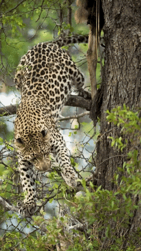 Cheetah Tree Climbing GIF