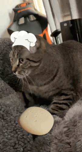 Chef Cat Knead Dough GIF