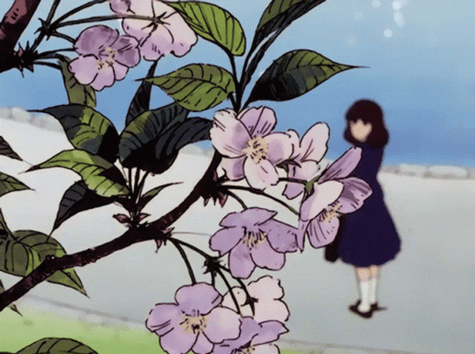 Cherry blossoms flowers and gif gif anime 1851447 on animeshercom