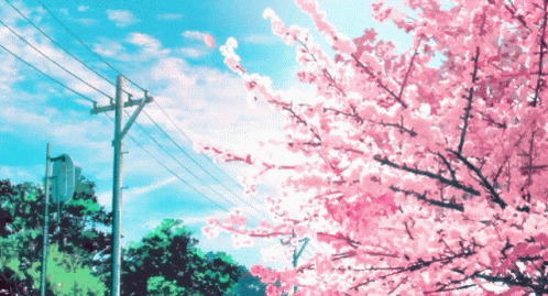 anime scenery cherry blossoms wallpaper