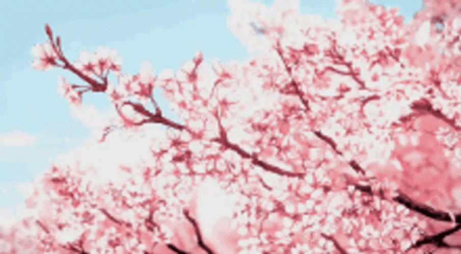 Share more than 56 cherry blossom gif anime - in.cdgdbentre