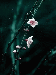 Cherry Blossom Branch With Pink Flowers GIF