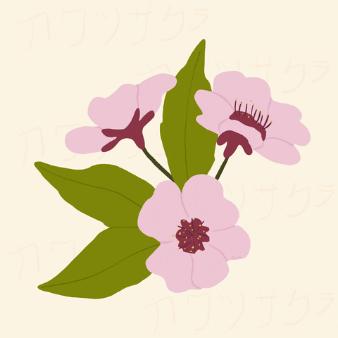 Cherry Blossom Flower Calmly Move On The First Day Of Spring GIF