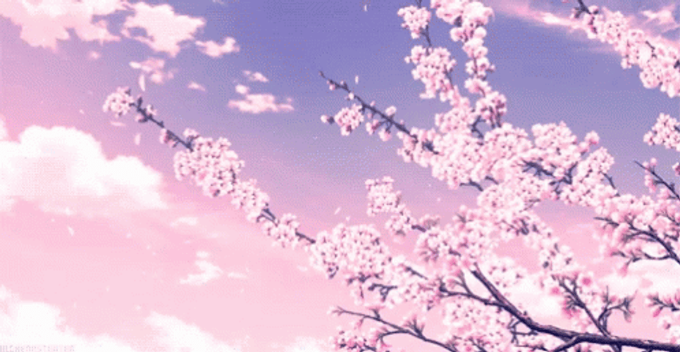 Cherry Blossom Kawaii Pink Anime GIF