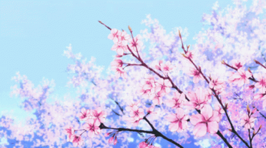 Banner Sakura Blossom gif —