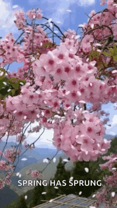Cherry Blossom Tree Pink Flowers Blowing in Wind
