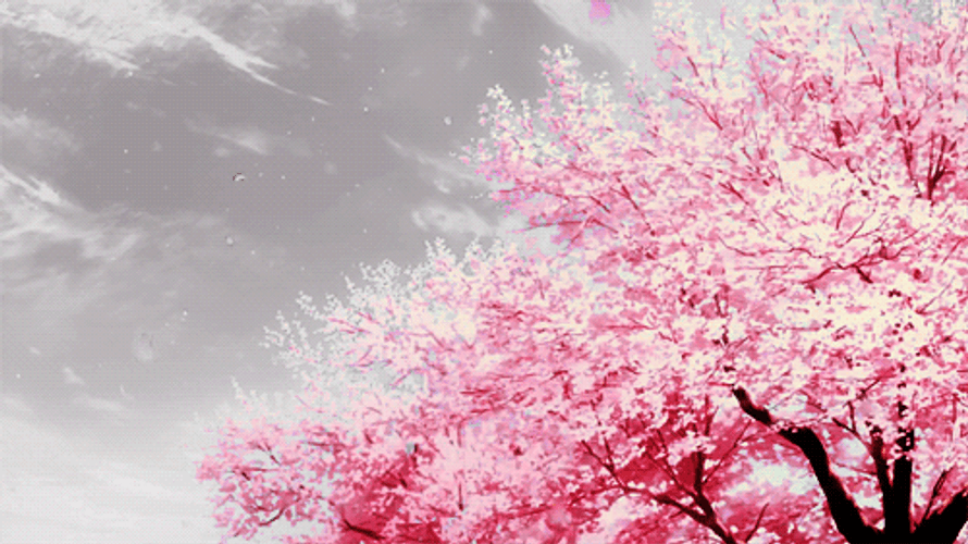 Cherry Blossom Winter Snow GIF
