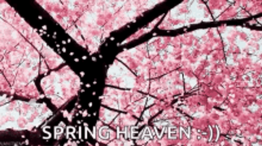 Cherry Blossoms Sakura Pink Flowers Spring Heaven GIF
