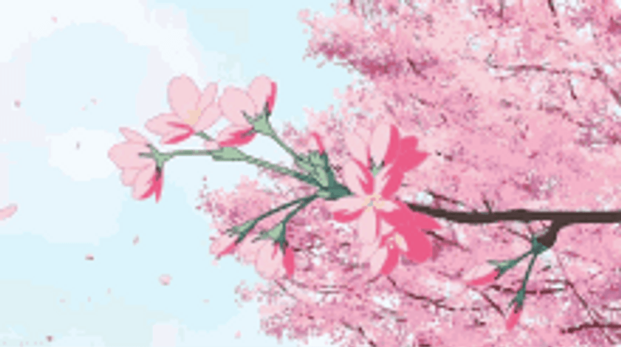 Cherry Blossoms Sakura Pink Flowers Wind GIF
