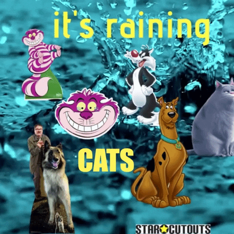 Cheshire Cat It's Raining Cats And Dog GIF