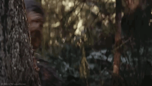 Chewbacca Peeking From Behind Tree