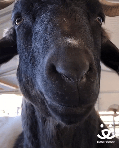 Chewing Black Goat GIF