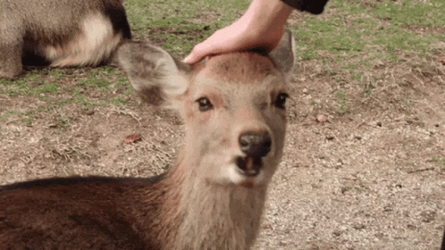 Chewing Deer Head Pat GIF