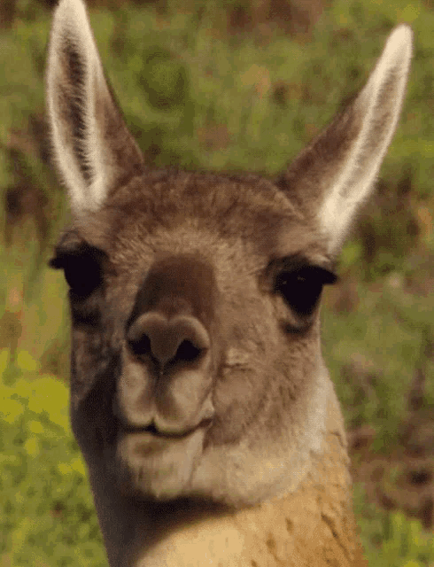 Chewing Kangaroo Gif GIF