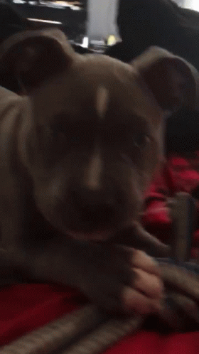 Chewing Pitbull GIF