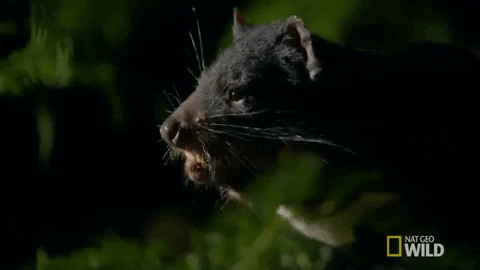 Chewing Tasmanian Devil GIF
