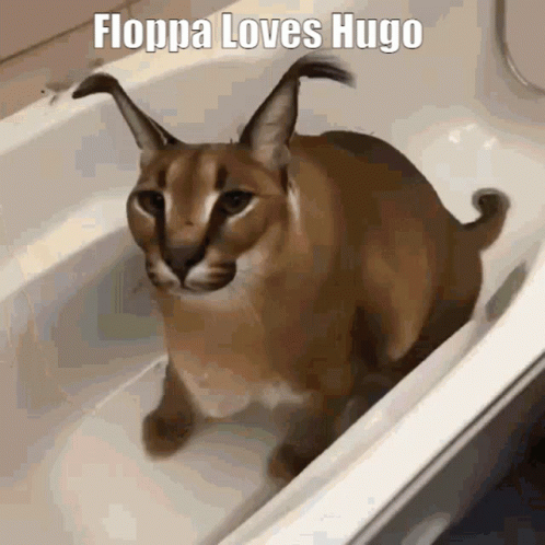 Chic Sassy Floppa Loves Hugo GIF