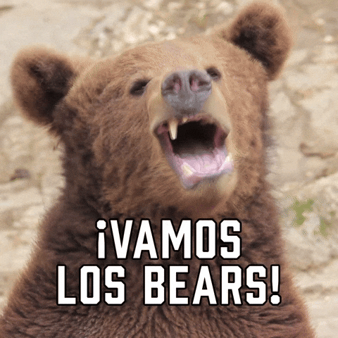 Chicago Bears Open Mouth Big Bear GIF