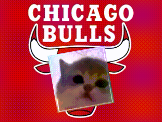 Chicago Bulls Logo With Cat GIF