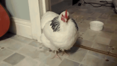 Chicken Cold Sneezing GIF