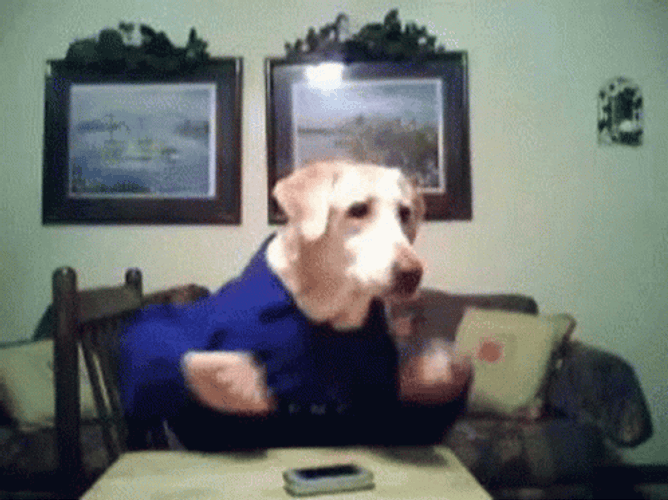 Chicken Dance Labrador Dog Dancing GIF