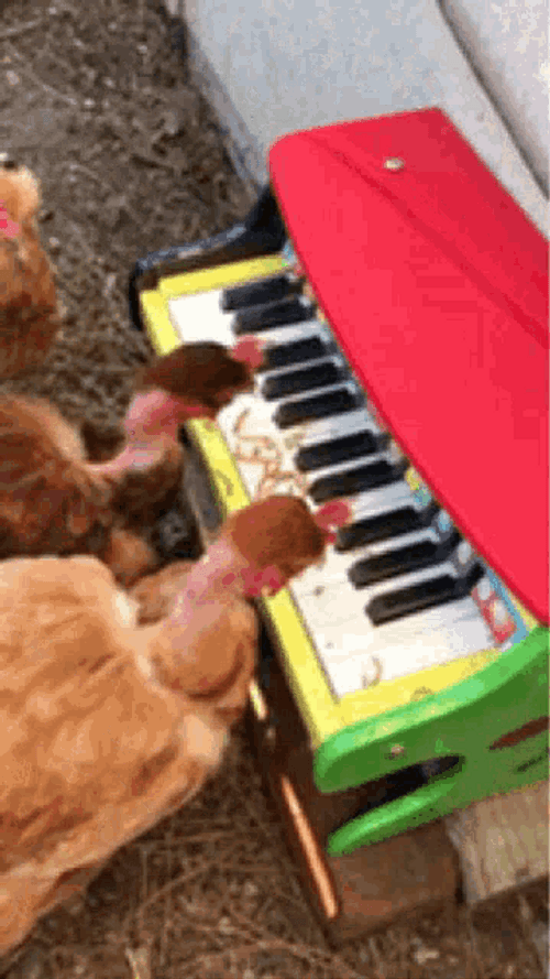 Chicken Eating At Piano GIF