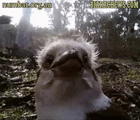 Chicken Hair Got Blown By Wind GIF