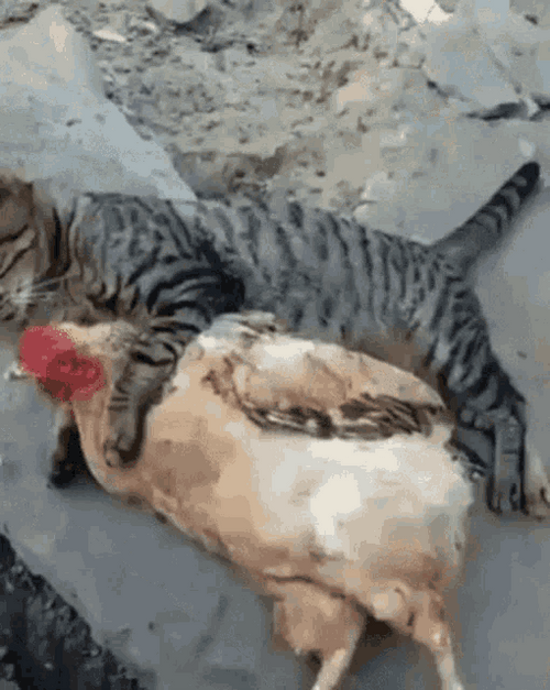 Chicken Lying With Cat GIF