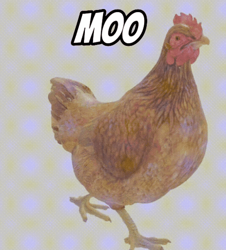 Chicken Saying Moo