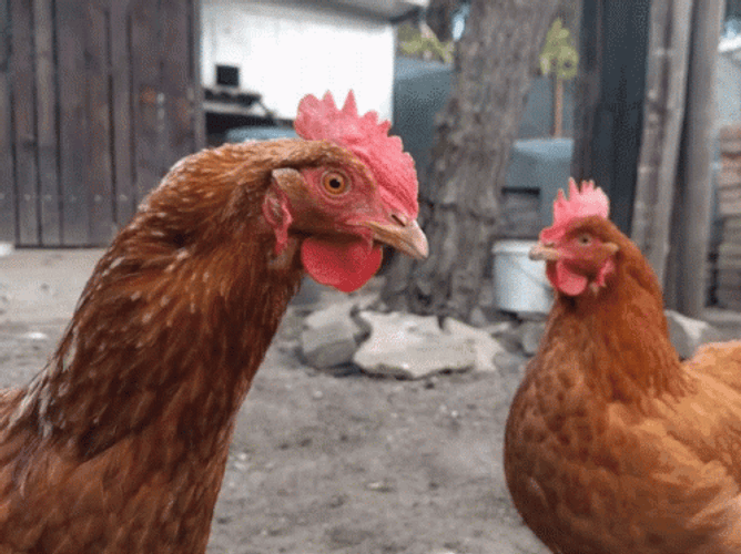 Chicken Saying Say What GIF