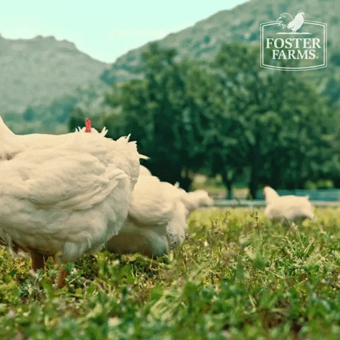 Chicken Steppin' Outside Fiercely GIF