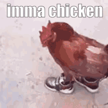 Chicken Wearing Shoes