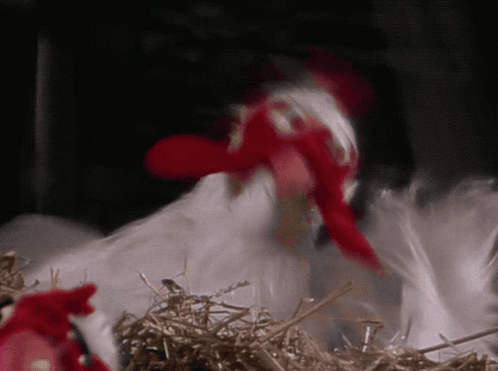 Chicken With Red Beak Standing In Nest Of Hay GIF