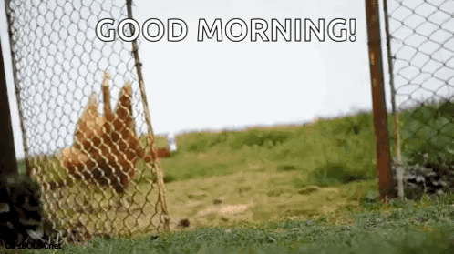Chickens Behind Chain Link Fence Good Morning