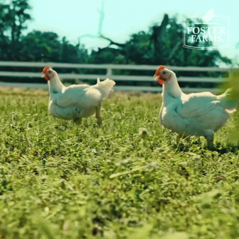 Chickens Running Fast Outside GIF