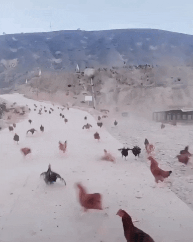 Chickens Running Meme GIF