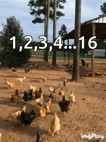Chickens Walking in Dirt Field with Numbers