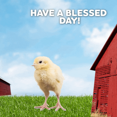Chicks In A Farm Have A Blessed Day GIF