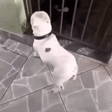 Chien Gif GIF
