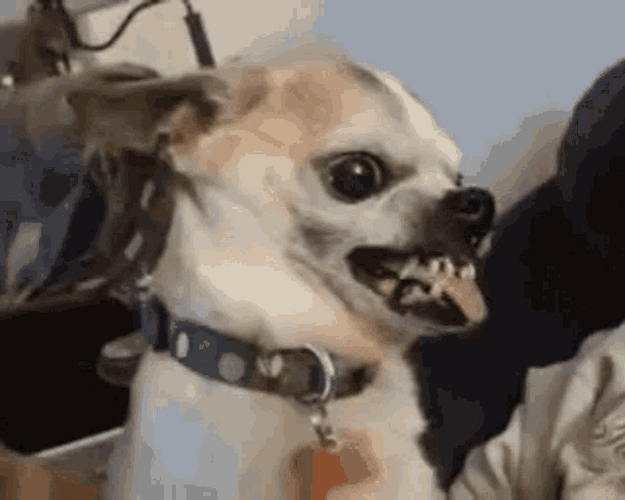 Chihuahua Baring Teeth GIF