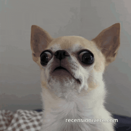 Chihuahua Cane Gif GIF