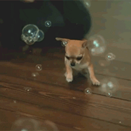 Chihuahua Chasing Bubbles GIF