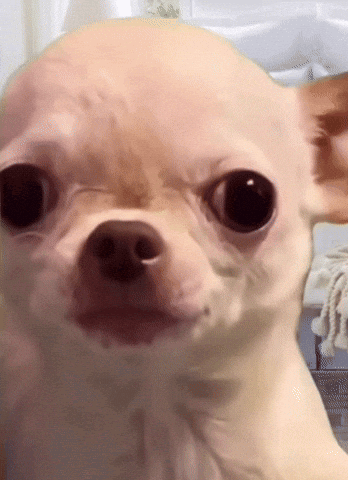 Chihuahua Close Up Looking at Camera