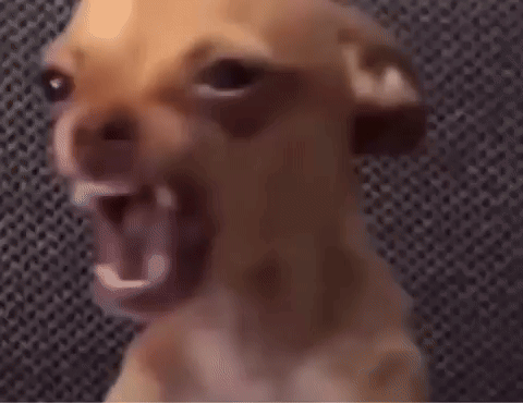 Chihuahua Close Up Making Funny Face