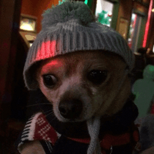 Chihuahua Confused In Party GIF