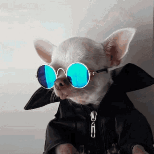 Chihuahua Cool Sunnies GIF