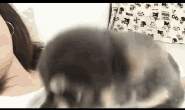 Chihuahua Cuddling Owner GIF