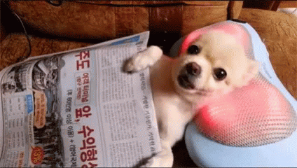 Chihuahua Dog Having A Head Sensual Massage GIF