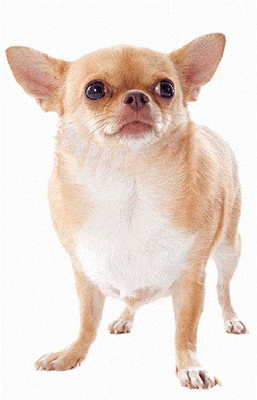 Chihuahua Dog Head Spinning GIF